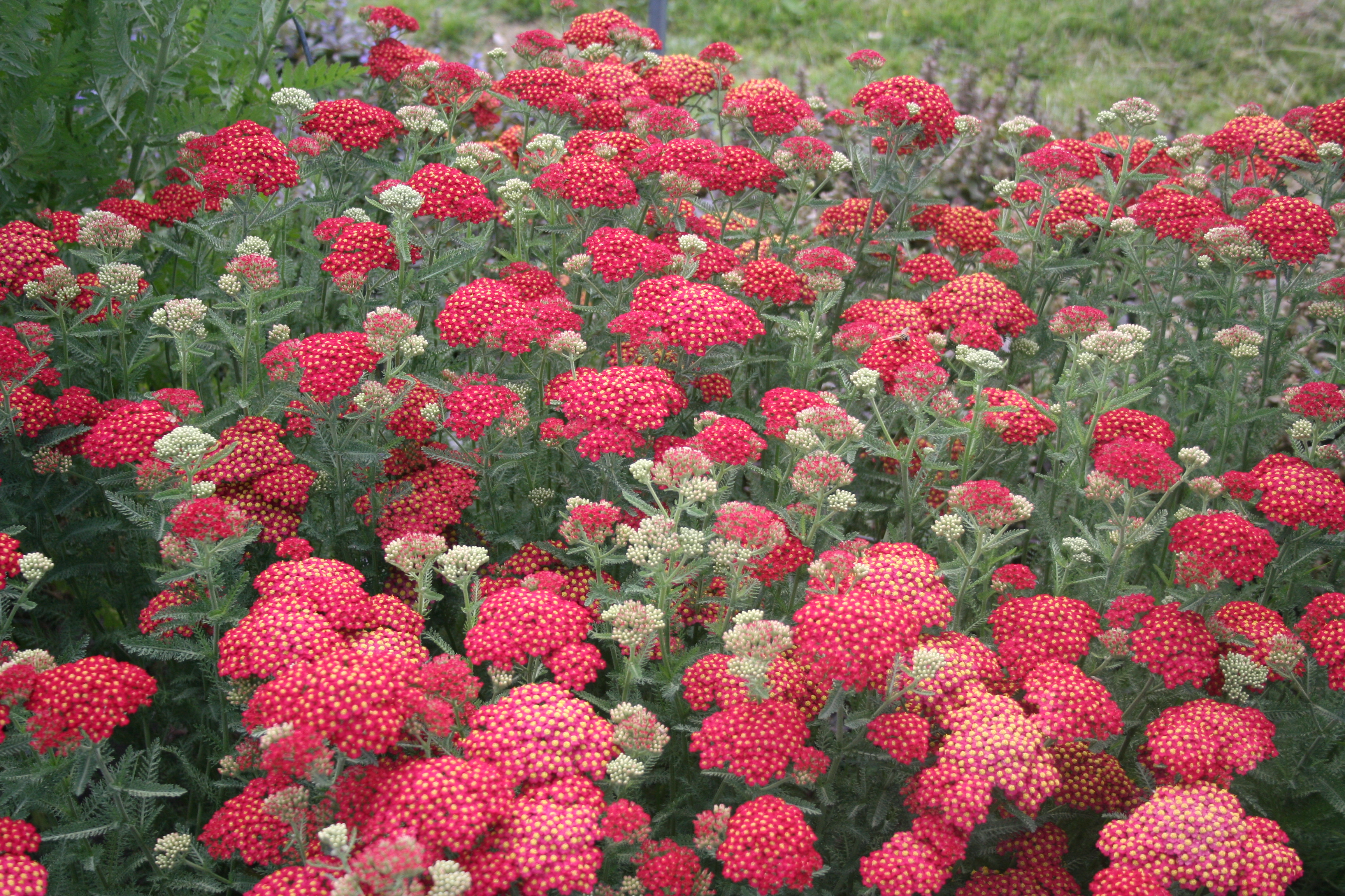 Achillea millefolium 'Red Velvet'